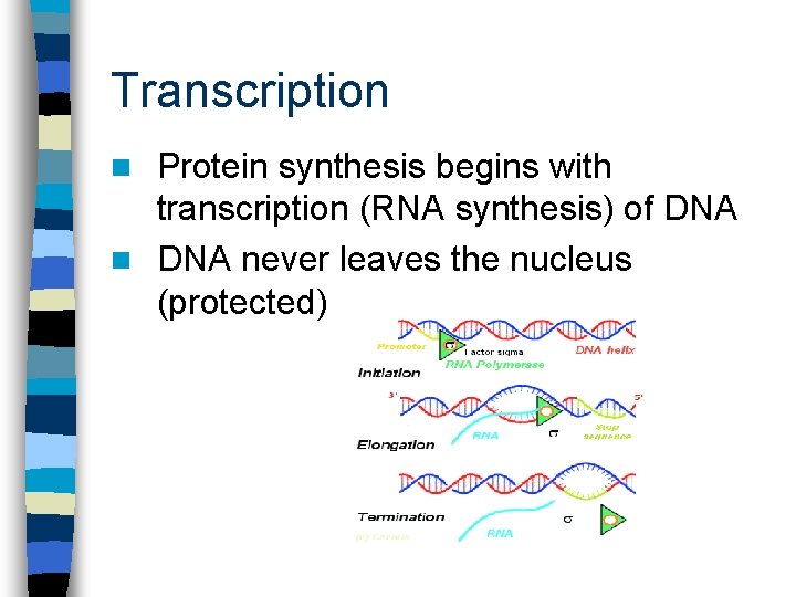 Transcription Protein synthesis begins with transcription (RNA synthesis) of DNA never leaves the nucleus