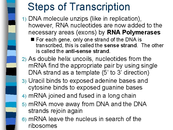 Steps of Transcription 1) DNA molecule unzips (like in replication), however, RNA nucleotides are