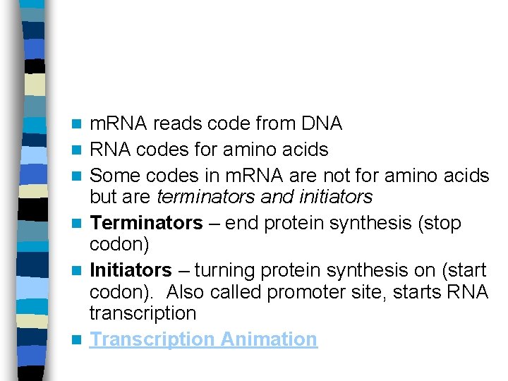 n n n m. RNA reads code from DNA RNA codes for amino acids