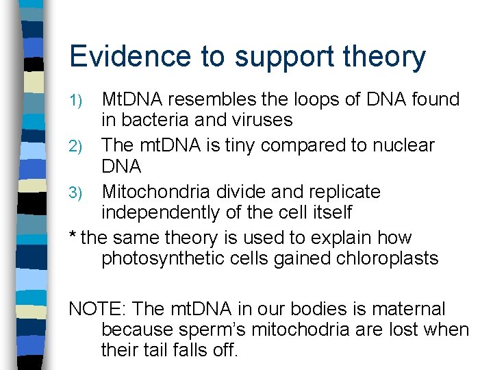 Evidence to support theory Mt. DNA resembles the loops of DNA found in bacteria