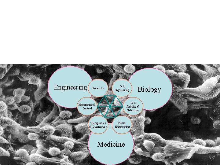 Engineering Bioreactor Cell Engineering Biology Cell Stability & Selection Monitoring & Control Therapeutics &