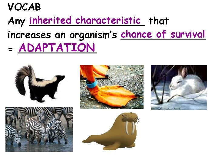 VOCAB inherited characteristic that Any __________ of survival increases an organism’s chance _______ ADAPTATION