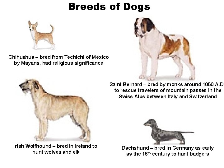 Breeds of Dogs Chihuahua – bred from Techichi of Mexico by Mayans, had religious