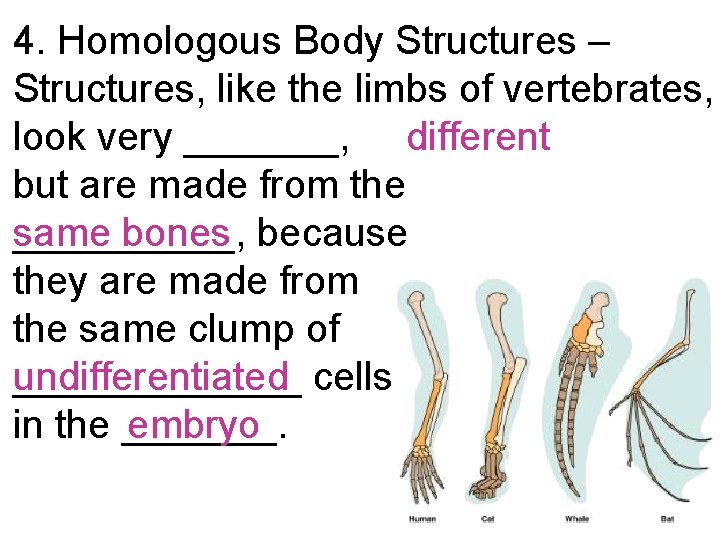 4. Homologous Body Structures – Structures, like the limbs of vertebrates, look very _______,