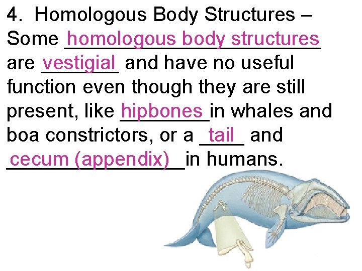 4. Homologous Body Structures – homologous body structures Some ____________ vestigial and have no