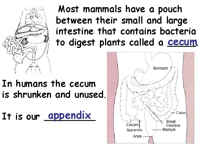 Most mammals have a pouch between their small and large intestine that contains bacteria