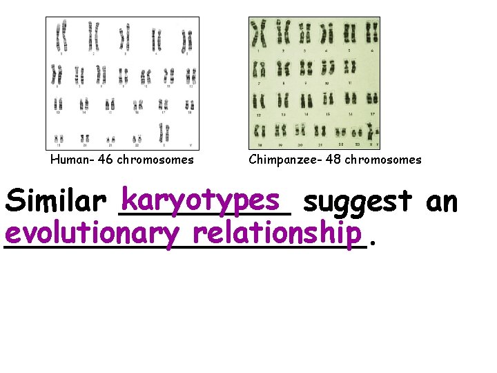 Human- 46 chromosomes Chimpanzee- 48 chromosomes karyotypes suggest an Similar _____ evolutionary relationship __________.