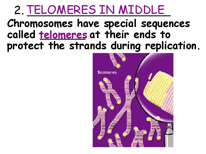 IN MIDDLE 2. TELOMERES __________ Chromosomes have special sequences called telomeres _______ at their
