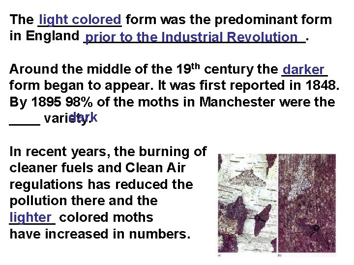 light colored form was the predominant form The ______ in England _______________. prior to