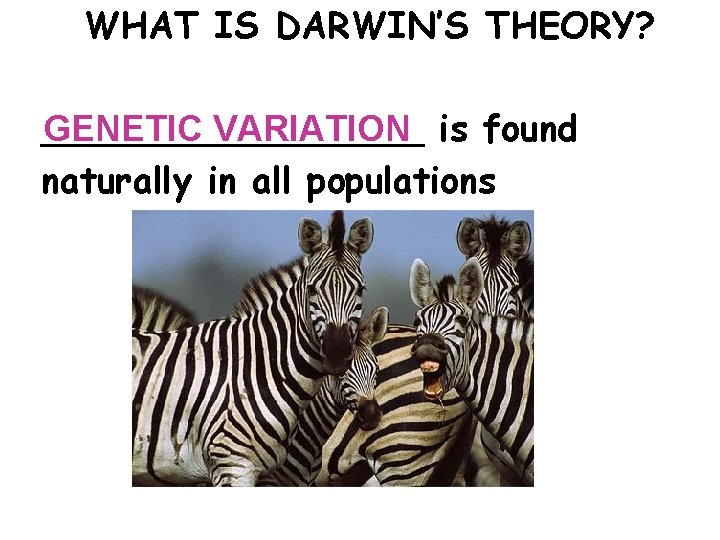 WHAT IS DARWIN’S THEORY? GENETIC VARIATION is found _________ naturally in all populations 