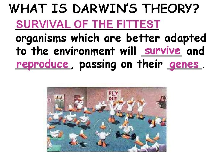 WHAT IS DARWIN’S THEORY? SURVIVAL OF THE FITTEST ___________ organisms which are better adapted