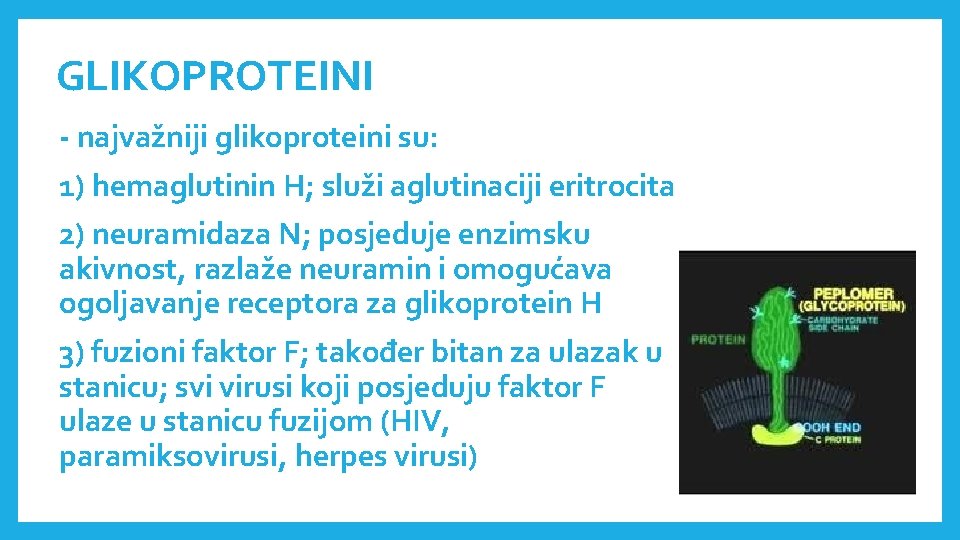 GLIKOPROTEINI - najvažniji glikoproteini su: 1) hemaglutinin H; služi aglutinaciji eritrocita 2) neuramidaza N;