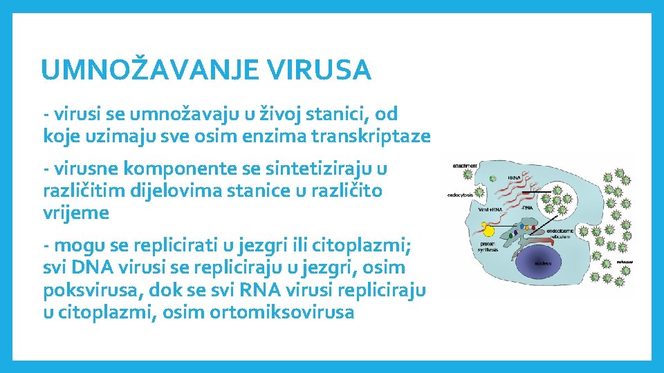 UMNOŽAVANJE VIRUSA - virusi se umnožavaju u živoj stanici, od koje uzimaju sve osim