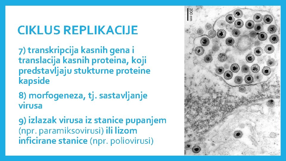 CIKLUS REPLIKACIJE 7) transkripcija kasnih gena i translacija kasnih proteina, koji predstavljaju stukturne proteine