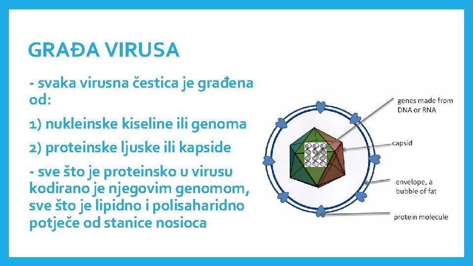 GRAĐA VIRUSA - svaka virusna čestica je građena od: 1) nukleinske kiseline ili genoma