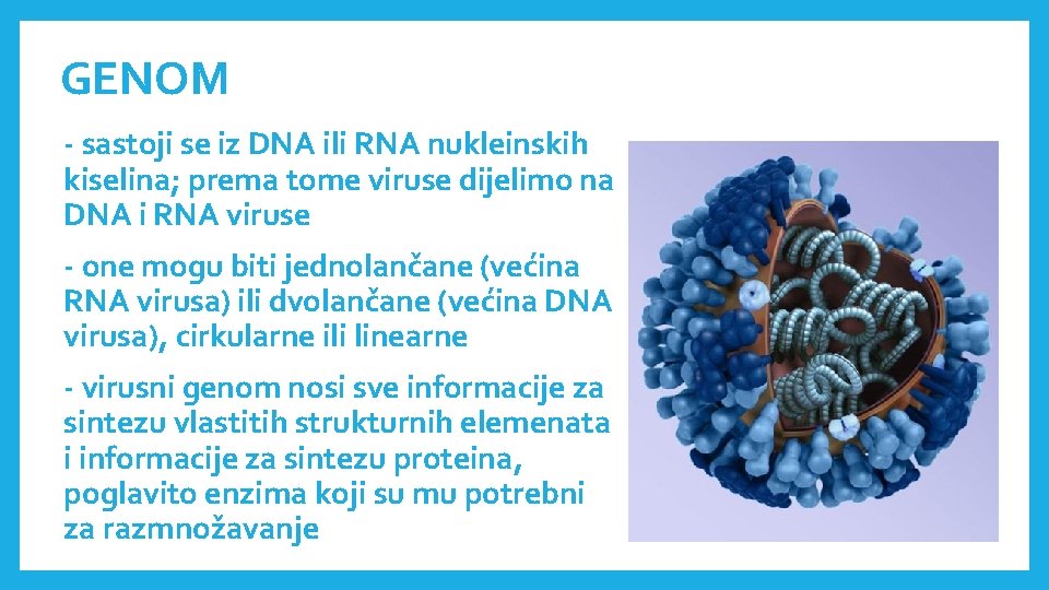 GENOM - sastoji se iz DNA ili RNA nukleinskih kiselina; prema tome viruse dijelimo