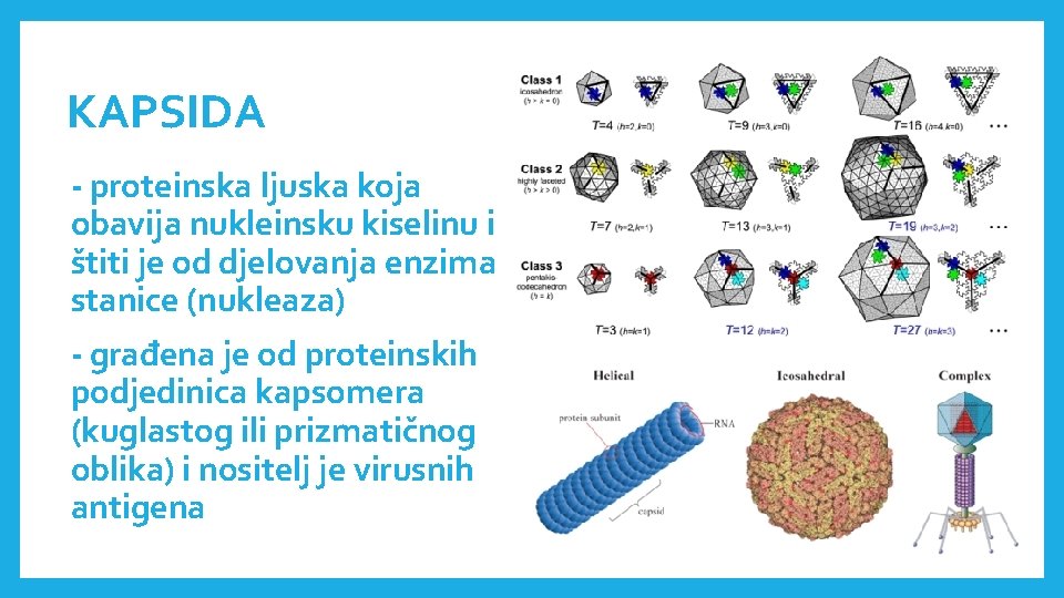 KAPSIDA - proteinska ljuska koja obavija nukleinsku kiselinu i štiti je od djelovanja enzima