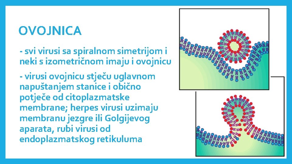 OVOJNICA - svi virusi sa spiralnom simetrijom i neki s izometričnom imaju i ovojnicu