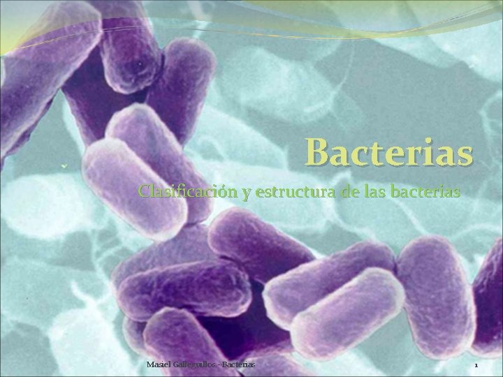 Bacterias Clasificación y estructura de las bacterias Masiel Galleguillos - Bacterias 1 