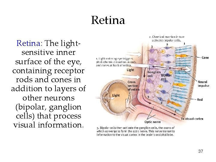 Retina: The lightsensitive inner surface of the eye, containing receptor rods and cones in