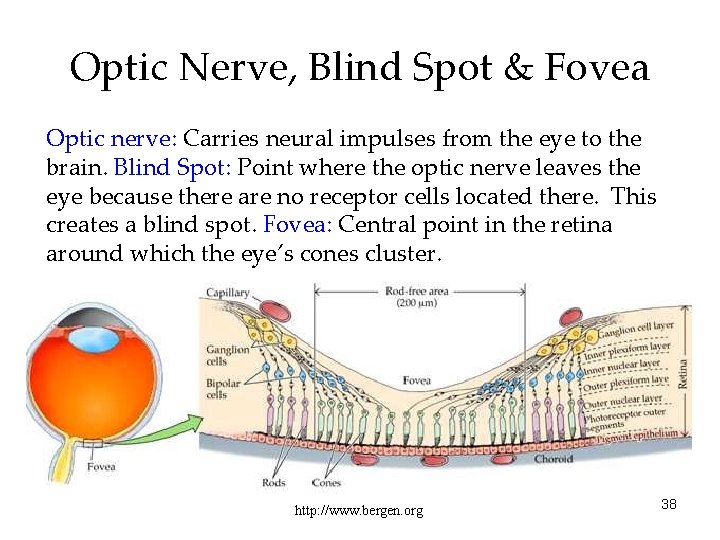 Optic Nerve, Blind Spot & Fovea Optic nerve: Carries neural impulses from the eye