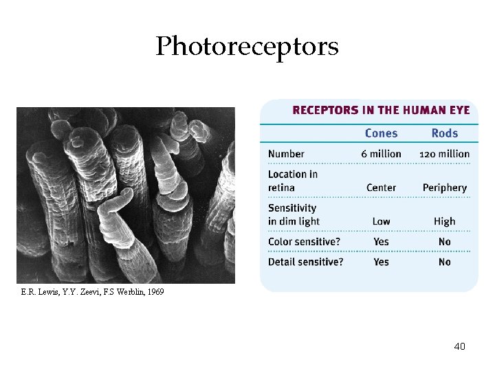 Photoreceptors E. R. Lewis, Y. Y. Zeevi, F. S Werblin, 1969 40 