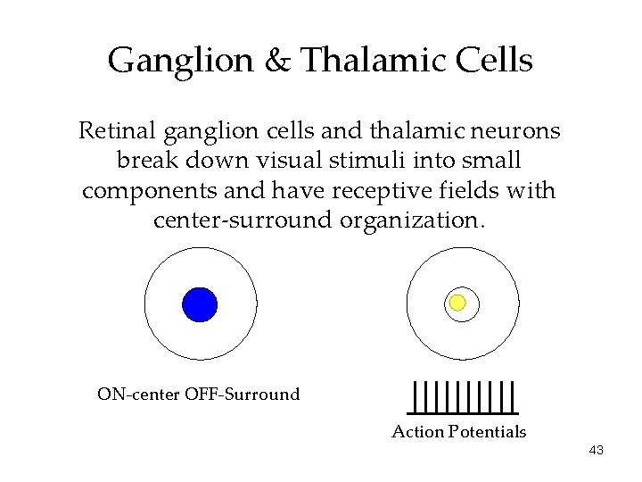 Ganglion & Thalamic Cells Retinal ganglion cells and thalamic neurons break down visual stimuli