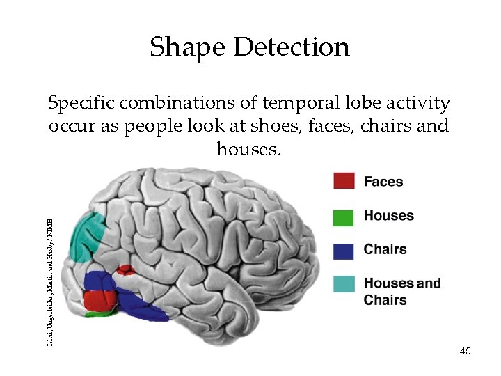 Shape Detection Ishai, Ungerleider, Martin and Haxby/ NIMH Specific combinations of temporal lobe activity Shape Detection Ishai, Ungerleider, Martin and Haxby/ NIMH Specific combinations of temporal lobe activity