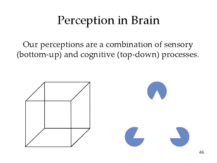 Perception in Brain Our perceptions are a combination of sensory (bottom-up) and cognitive (top-down)