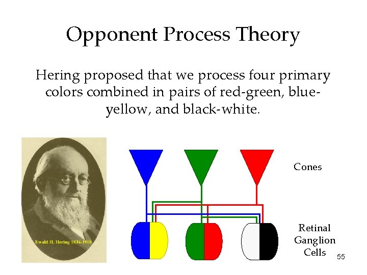 Opponent Process Theory Hering proposed that we process four primary colors combined in pairs