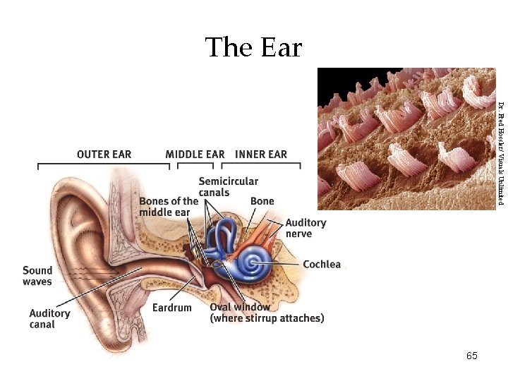 The Ear Dr. Fred Hossler/ Visuals Unlimited 65 