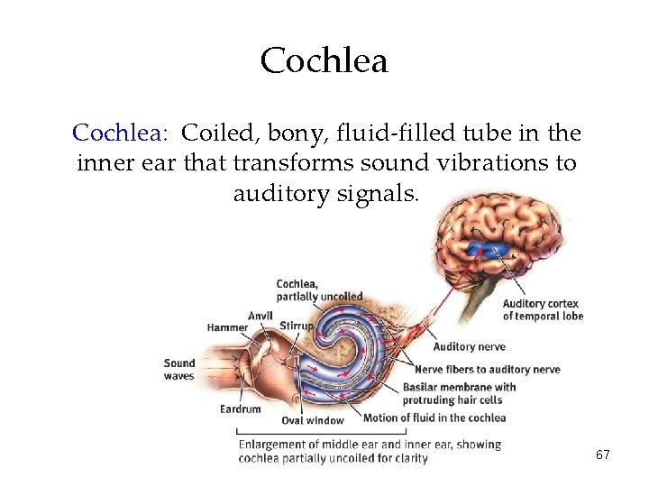 Cochlea: Coiled, bony, fluid-filled tube in the inner ear that transforms sound vibrations to Cochlea: Coiled, bony, fluid-filled tube in the inner ear that transforms sound vibrations to