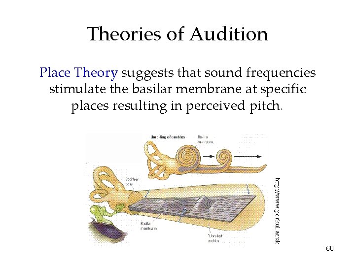 Theories of Audition Place Theory suggests that sound frequencies stimulate the basilar membrane at