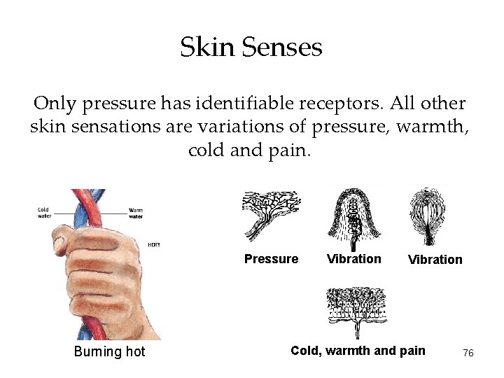 Skin Senses Only pressure has identifiable receptors. All other skin sensations are variations of