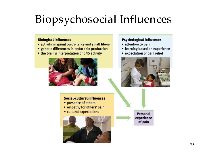 Biopsychosocial Influences 78 Biopsychosocial Influences 78