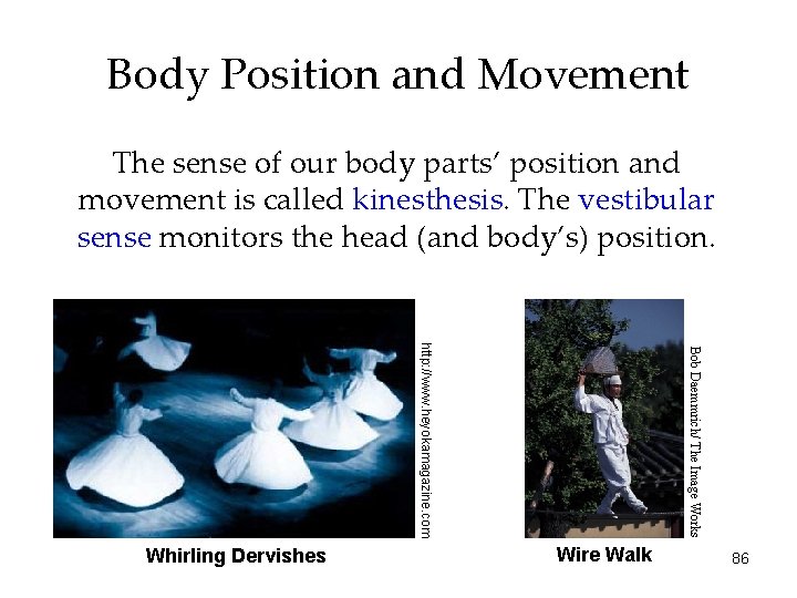 Body Position and Movement The sense of our body parts’ position and movement is