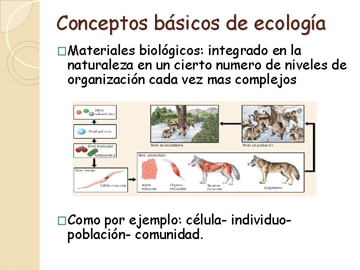 Conceptos básicos de ecología �Materiales biológicos: integrado en la naturaleza en un cierto numero