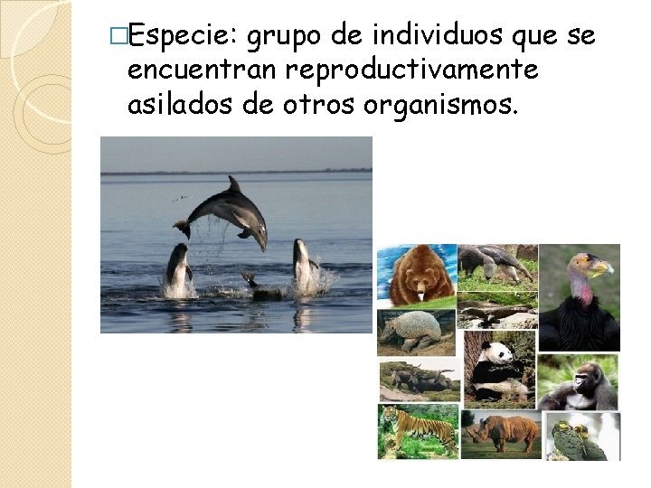 �Especie: grupo de individuos que se encuentran reproductivamente asilados de otros organismos. 