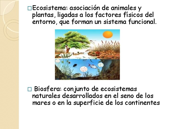 �Ecosistema: asociación de animales y plantas, ligadas a los factores físicos del entorno, que