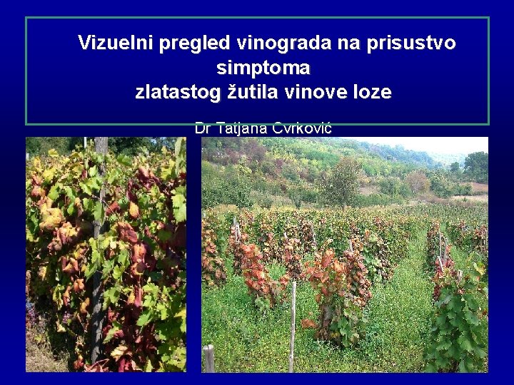 Vizuelni pregled vinograda na prisustvo simptoma zlatastog žutila vinove loze Dr Tatjana Cvrković 