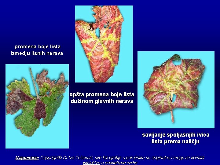 promena boje lista izmedju lisnih nerava opšta promena boje lista dužinom glavnih nerava savijanje