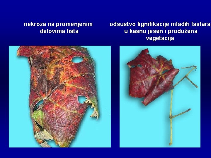 nekroza na promenjenim delovima lista odsustvo lignifikacije mladih lastara u kasnu jesen i produžena