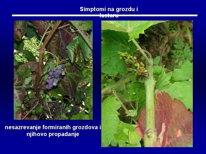 Simptomi na grozdu i lastaru nesazrevanje formiranih grozdova i njihovo propadanje 