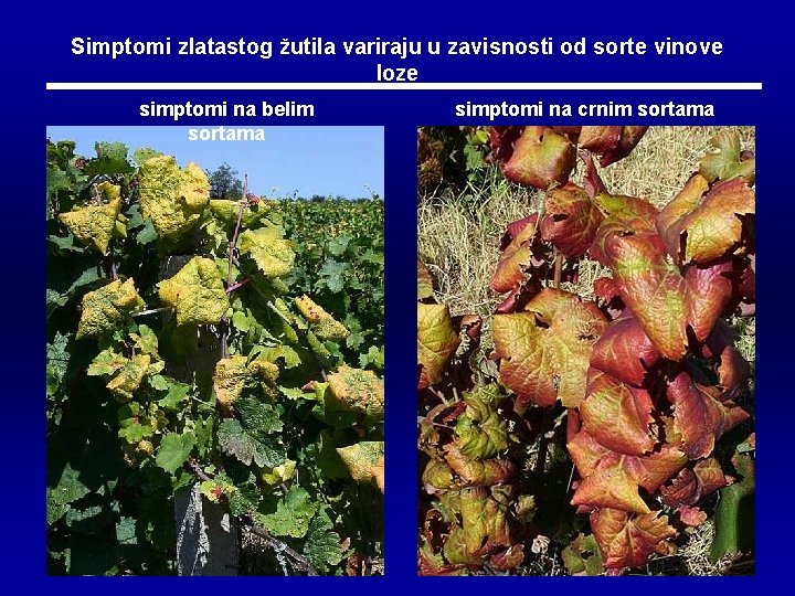Simptomi zlatastog žutila variraju u zavisnosti od sorte vinove loze simptomi na belim sortama