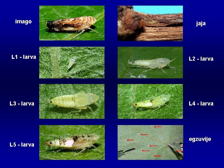 imago jaja L 1 - larva L 2 - larva L 3 - larva