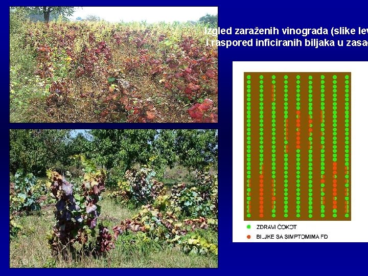 Izgled zaraženih vinograda (slike lev i raspored inficiranih biljaka u zasad 