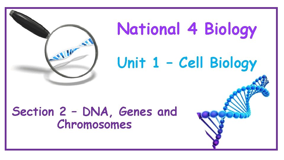 National 4 Biology Unit 1 – Cell Biology Section 2 – DNA, Genes and