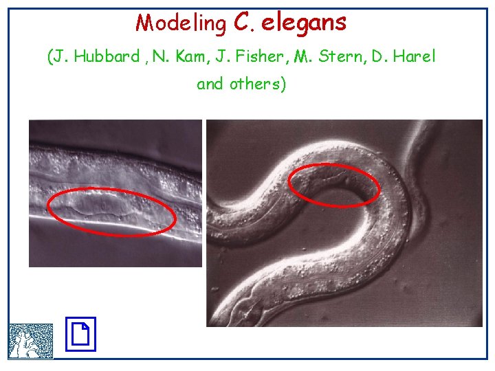 Modeling C. elegans (J. Hubbard , N. Kam, J. Fisher, M. Stern, D. Harel