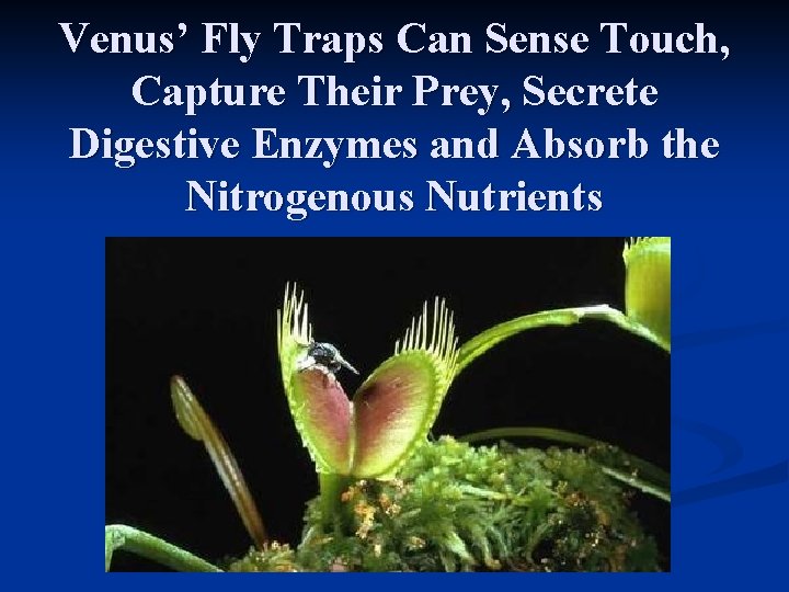 Venus’ Fly Traps Can Sense Touch, Capture Their Prey, Secrete Digestive Enzymes and Absorb