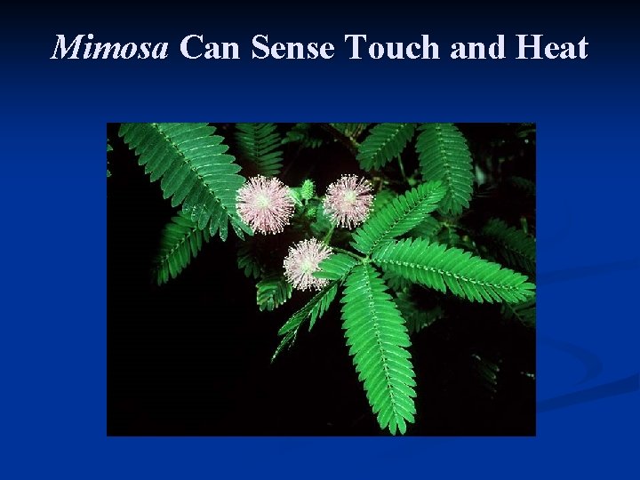 Mimosa Can Sense Touch and Heat 